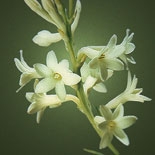 Tubéreuse (Tuberosa Polianthes) http://www.osmoz.fr/Public/Files/material/0806e3fc.jpg