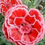 Oeillet (Dianthus Caryophyllus) http://www.osmoz.fr/Public/Files/material/0d2d5a96.jpg