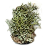 Mousse de Chêne (Evernia Prunasti) http://www.osmoz.fr/Public/Files/material/15741309.jpg