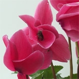 Cyclamen (Cyclamen persicum) http://www.osmoz.fr/Public/Files/material/452365f8.jpg