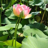 Lotus (Nymphaea Lotus) http://www.osmoz.fr/Public/Files/material/5ef76b1f.jpg