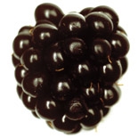 Peche (Prunus persica) http://www.osmoz.fr/Public/Files/material/641a6016.jpg