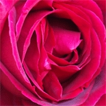 Rose (Rosa Damascena, Rosa Centifolia) http://www.osmoz.fr/Public/Files/material/6d3a0d4f.gif