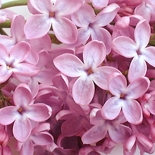 Lilas (Syringa Vulgaris) http://www.osmoz.fr/Public/Files/material/7119a77b.jpg