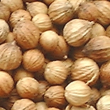 Coriandre (Coriandrum Sativum) http://www.osmoz.fr/Public/Files/material/75a8c97e.jpg