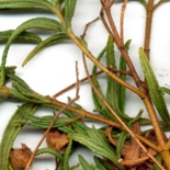 Labdanum Ciste (Cistus Ladaniferus) http://www.osmoz.fr/Public/Files/material/7cffeacf.jpg