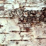 Cedre Atlas (Cedrus Atlantica) http://www.osmoz.fr/Public/Files/material/a34071d6.jpg