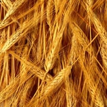 Blé (Triticum Sativum) http://www.osmoz.fr/Public/Files/material/c987de12.jpg
