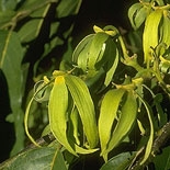 Ylang-Ylang (Cananga Odorata) http://www.osmoz.fr/Public/Files/material/cb460471.jpg