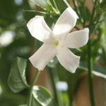 Jasmin (Jasminum Grandiflorum) http://www.osmoz.fr/Public/Files/material/ce22c62c.jpg