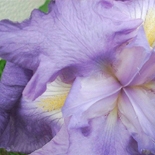 Iris (Iris Germanica, Iris Pallida, iris Florentina) http://www.osmoz.fr/Public/Files/material/cf28529b.jpg