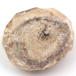 Muscs Blancs http://www.osmoz.fr/Public/Files/material/ea933ed4.jpg