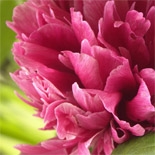 Pivoine (Paeonia officinalis) http://www.osmoz.fr/Public/Files/material/eaa4f5ca.jpg