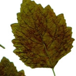 Santal (Santalum Album) http://www.osmoz.fr/Public/Files/material/fc054815.jpg