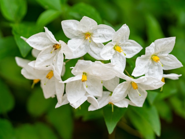 Parfum jasmin naturel