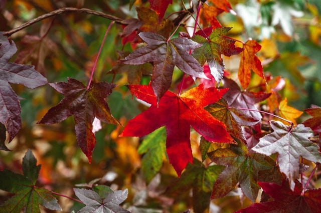 Quel parfum porter en automne hiver