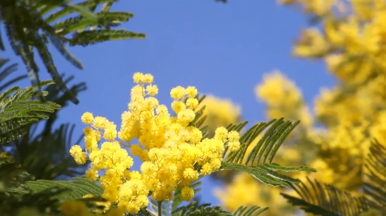 L'Occitane nous dévoile les secrets du mimosa