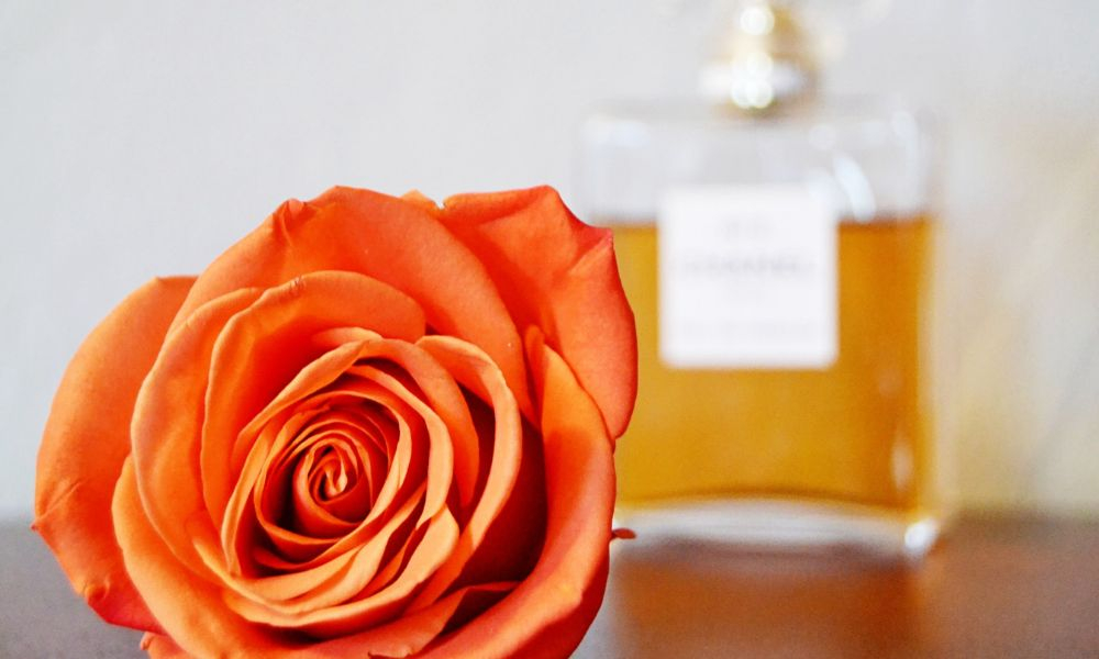 Parfum à la rose, top 8 des fragrances aux notes florales élégantes