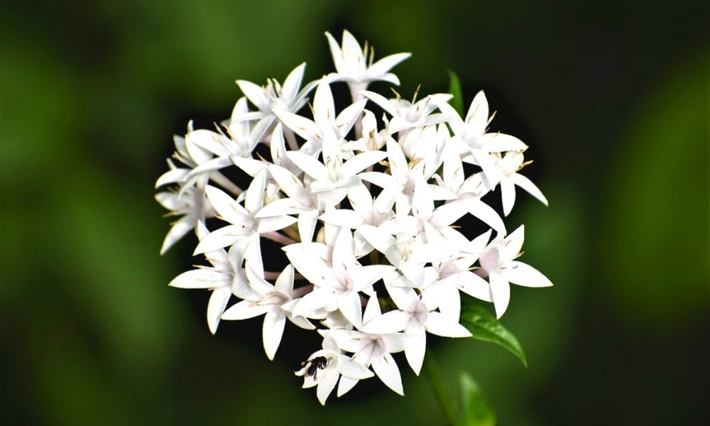 Parfum jasmin, nos 10 senteurs préférées qui contiennent du jasmin naturel