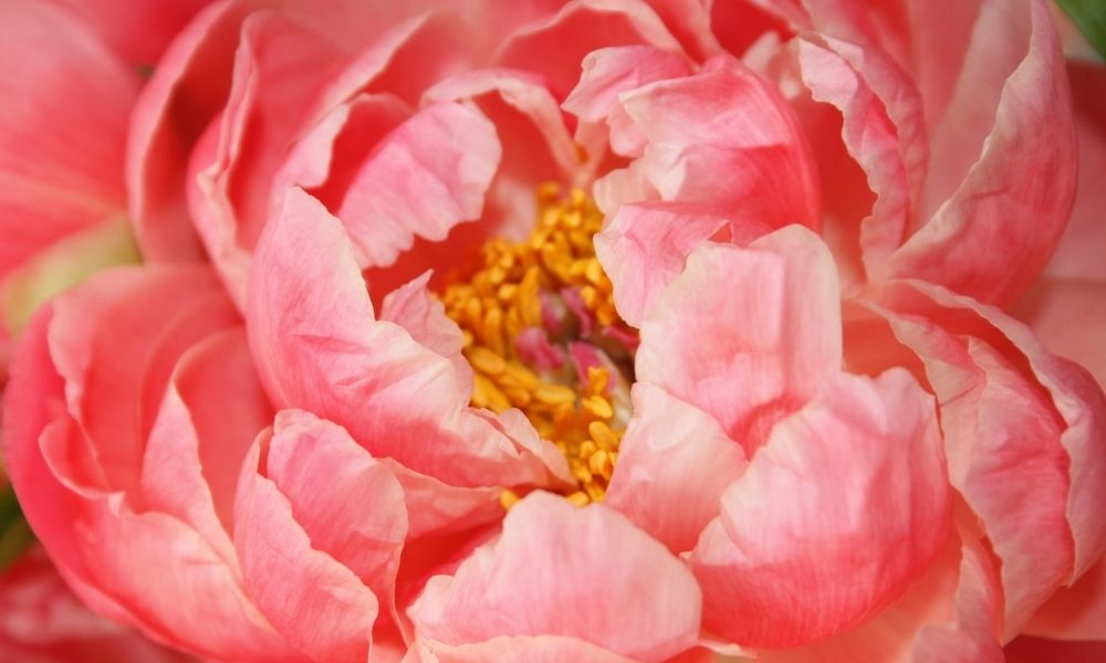 Parfum pivoine, 6 fragrances de cette famille olfactive fleurie