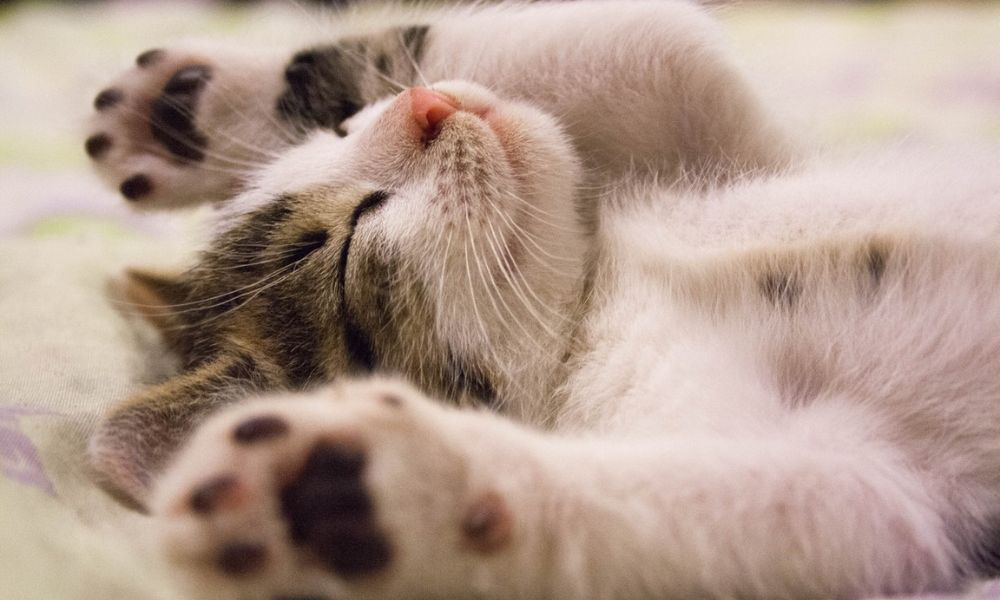 Parfum pour chat, notre sélection de 5 soins parfumés pour son félin