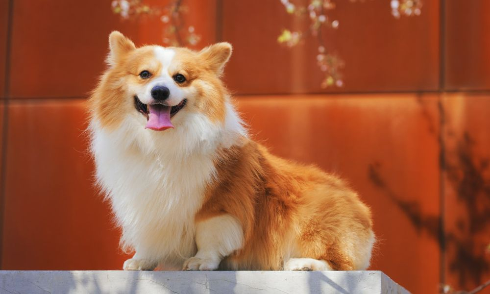 Parfum pour chien, notre sélection de 5 lotions parfumées pour son animal
